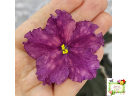 ВаТ-Калейдоскоп (Т. Валькова) 2015 г.