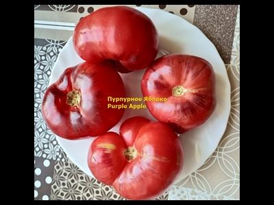 Томат Пурпурное Яблоко (Purple Apple)