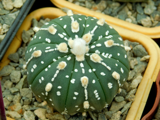 Astrophytum asterias SK x AS KIKKO (1140.1) - 10 семян