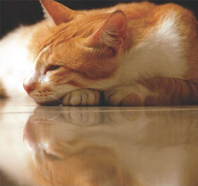 KV3 - MAXILUX - Лак для камня