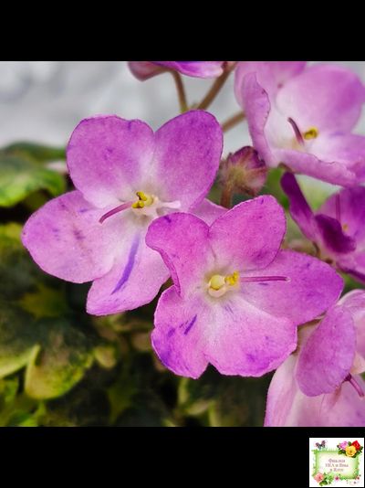 АВ-Почемучка (Фиалковод) 2020 г. (гёрл-листья с кроновой пестролистностью)