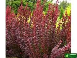 Барбарис Тунберга "Саммер Шоколад"  (Chocolate Summer)