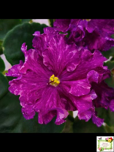 АВ-Тайны Востока (Фиалковод) 2022 г. (детка)