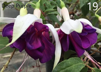 Фуксия Deep Purple
