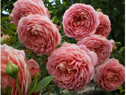 Джубили Селебрейшн (Jubilee Celebration).