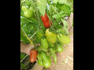 Томат Сердце быка (Coeur de Boeuf), Франция