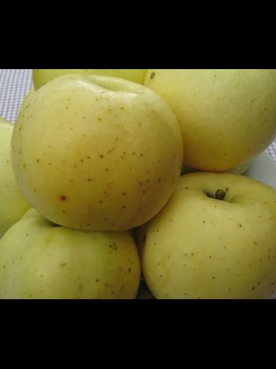 Брянское золотистое (яблоня)