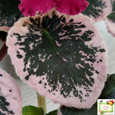 Rivermist Zeeva (J. Baker) (лист с детками укоренённый)