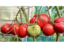 Томат Burgess Improved Colossal Red