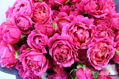 БУКЕТ МОНО ЦВЕТОВ № 333