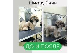 Ши-тцу ЭННИ