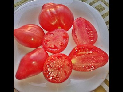 Томат Гном Десперадо ( Отчаянный, Dwarf Desperado)