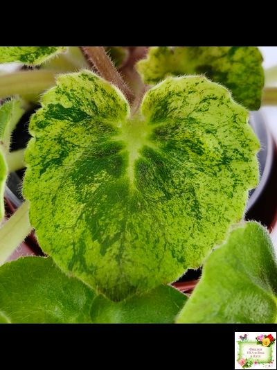 LV-Олег+Алиса (Л. Шевелева) 2025 г. (гёрл-лист с кроновой пестролистностью)