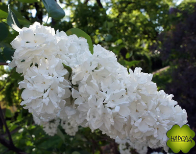 СИРЕНЬ "ФЛОРА" саженец 30 см