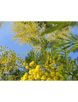 MIMOSA BASE KAE / МИМОЗА БАЗА