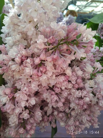 Этелайн Вилбур