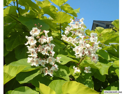 Катальпа бигнониевидная