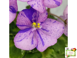 Shirl's Pip Squeak (S.Sanders) (лист посажен 28.01.26)