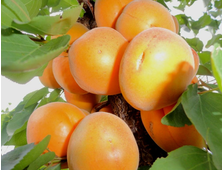 Абрикос Десертный 2-х летка