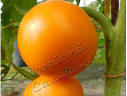 семена томат "Джина"