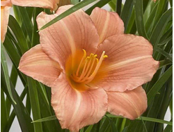 Лилейник EveryDaylily Pink wing, C5