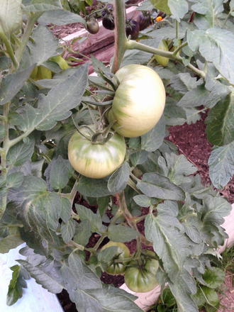 Семена томата Замок Шартр