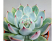 Echeveria Parva