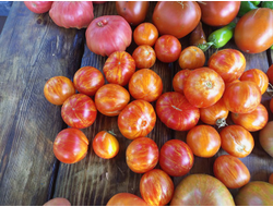 Томат гном Дельта Дивер желтый (Delta Diver yellow)  США