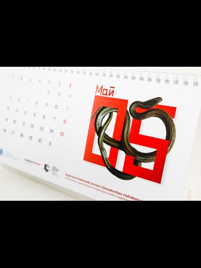 Настольный календарь «Краснокнижные животные ЕАО»