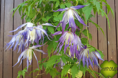 Клематис "Blue Surprise" (Блю Сюрпрайз) (саженец 2 года) без обрезки (зимовавший саженец)