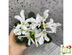 Lunar Lily white (селекционер неизвестен) (лист укоренённый)