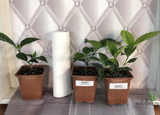 Табернемонтана Дивариката махровая