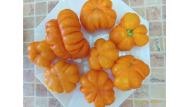 Томат Веселая соседка