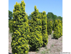 Тис Ягодный - Baccata