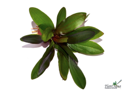 Эхинодорус Красный рубин