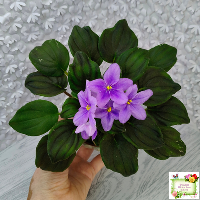 LV-Астемир (Л. Шевелева) 2025 г. трейлер (пестролистный клакамас)