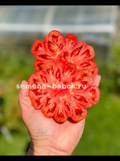 Томат Etoile (Этуаль), 10 шт