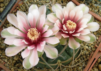 Gymnocalycium catamarcense v.montanum VS 067 (D=15-18мм)