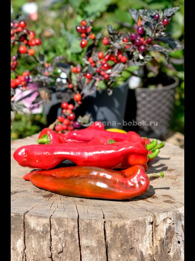 Перец сладкий Тронторолло, 10 шт