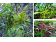 Перец сычуаньский/непальский (Zanthoxylum armatum) 5 мл - 100% натуральное эфирное масло
