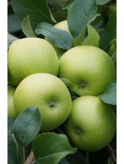 Яблоня Симиренко (зимн.)