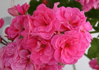 PAC Pink Sybil - пеларгония  плющелистная - описание сорта, фото - купить черенок в Перми и почтой