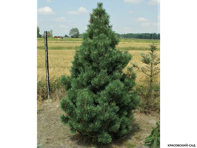 Сосна Колумнарис - Columnaris