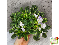 LV-Яночка (Л. Шевелева) 2023 г. трейлер (пасынок-стартер сорт посажен 10.07.25)