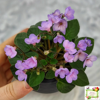 Frosted Fantasy спорт трейлер