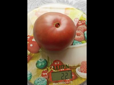 Томат Париж (Paris)