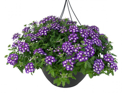 Вербена ампельная, кашпо 3,7л