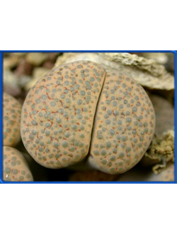 Lithops fulviceps 'lydiae' C 219