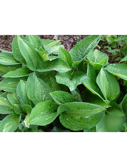 Хоста "Стриптиз" (Р10)