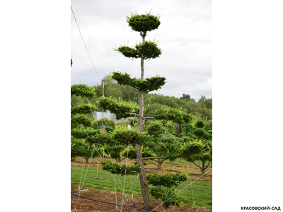 Ниваки - Бонсай садовый Лиственница европейская